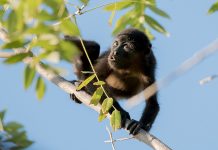 Howler monkeys may owe their color vision to leaf hue