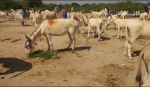 donkeys